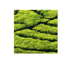 Matcha Green Tea Recipes extension